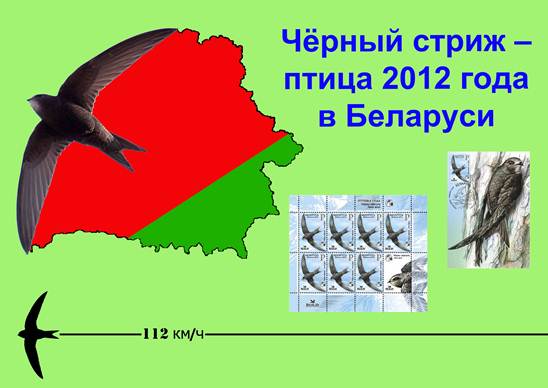 Описание: Описание: Описание: плакат стриж 2.jpg